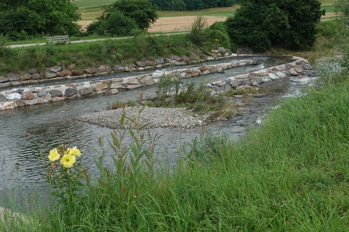 Im Michelbach wurden auch Lebensräume für Fische geschaffen.