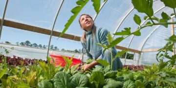 Care-Farming in Niederösterreich