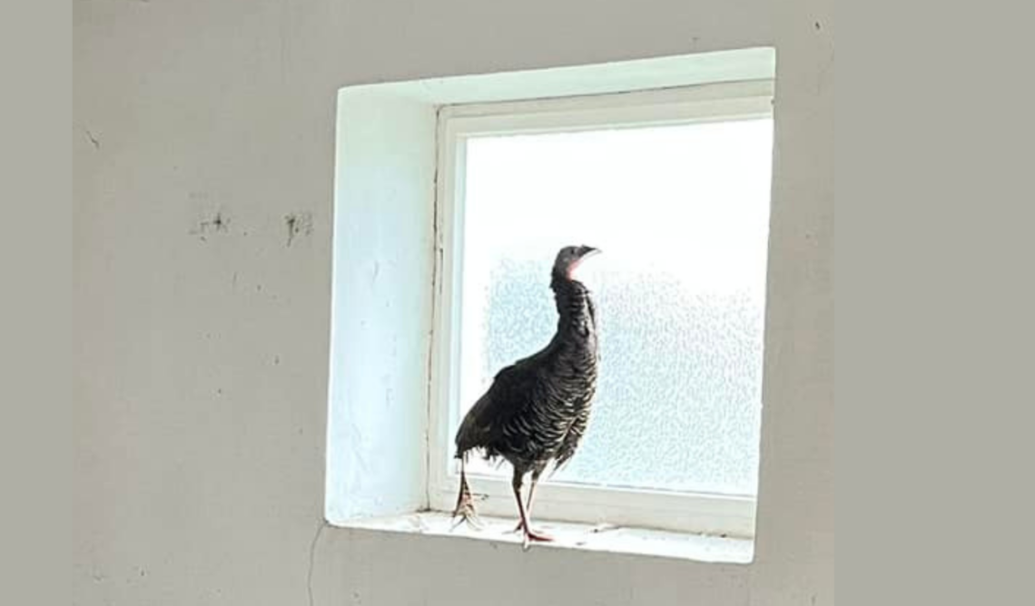 Truthahn aus Angern (Bezirk Gänserndorf)