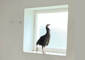 Truthahn aus Angern (Bezirk Gänserndorf)