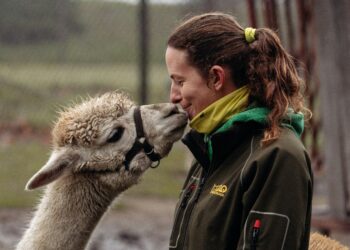Sybolbild: Frau kommt einem Alpaka im Tierpark näher.
