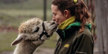 Sybolbild: Frau kommt einem Alpaka im Tierpark näher.