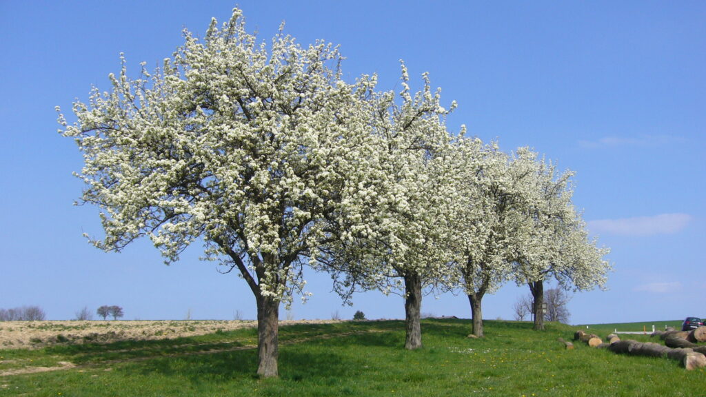 Blühende Birnbäume im Mostvierte