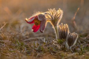 Große Kuhschelle in den Leiser Bergen