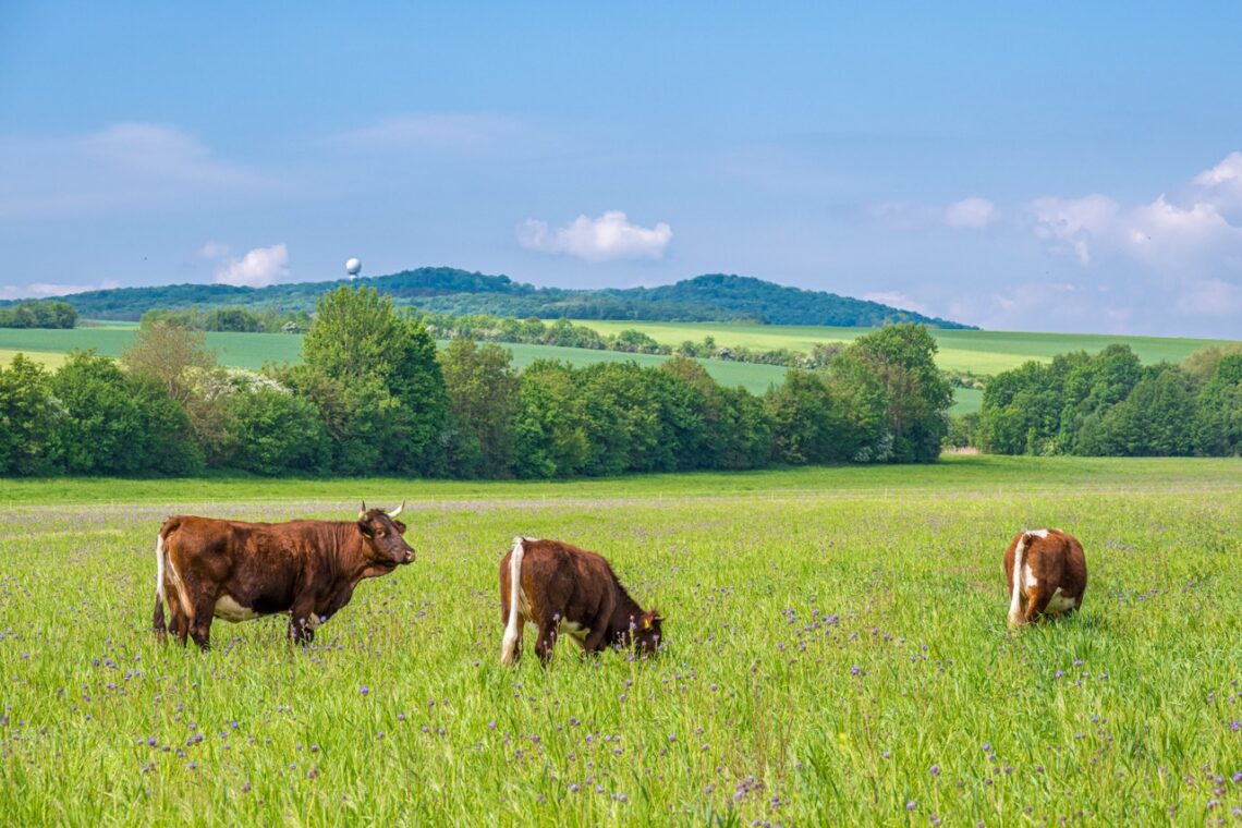 Die Kalkberge der Leiser Berge im Weinviertel. Quelle: Hans Gumpinger Fotoclub Ernstbrunn
