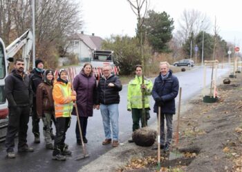 Baumallee im Park Eberich