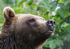 Bär Erich genießt die Natur. Quelle: Vier Pfoten