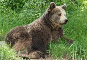 Bärin Brumca macht es sich im Gras gemütlich. Quelle: Vier Pfoten