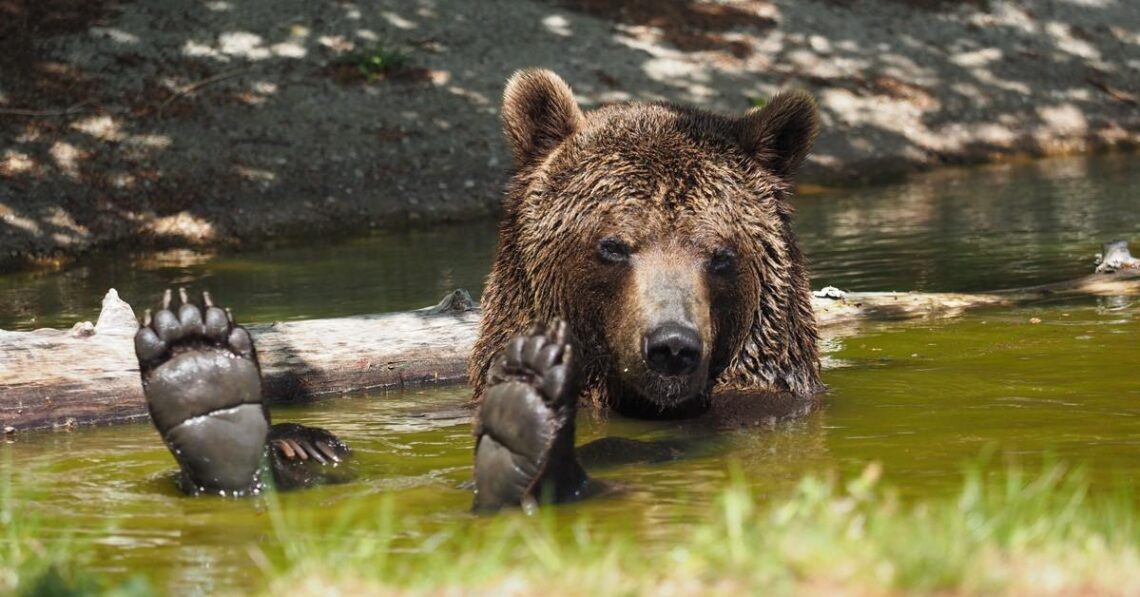 Bär Erich beim fröhlichen Plantschen. Quelle: Four Paws.