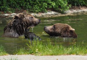 Die Bären plantschen fröhlich im Teich. Quelle: Vier Pfoten