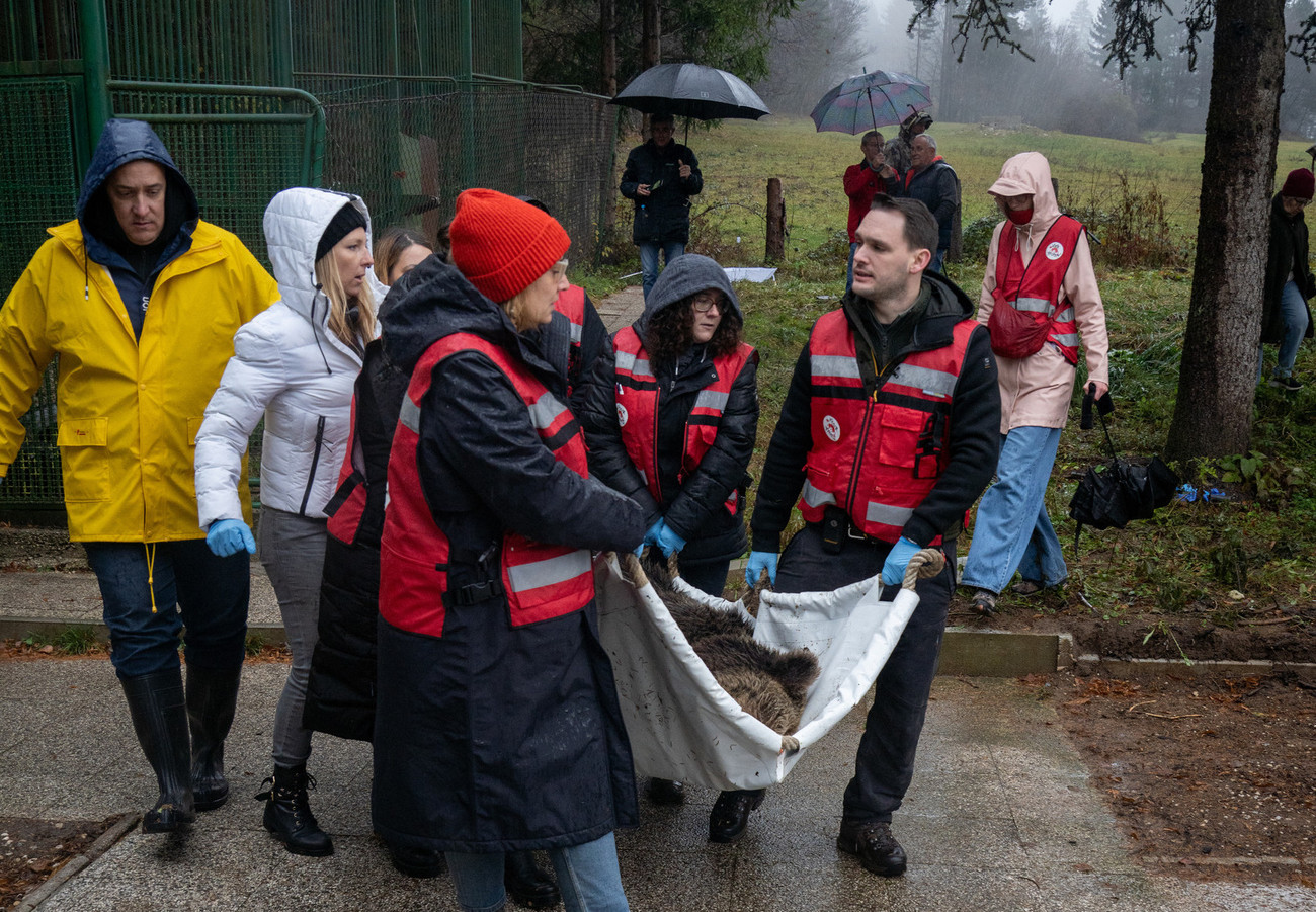 Tierschützerinnen und Tierschützer des Vereins Vier Pfoten bei der Befreiung eines "Restaurantbären".