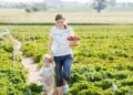 Eine junge Frau mit Kleinkind an der Hand im Erdbeerfeld