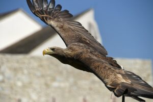 Der Seeadler zieht <yoastmark class=