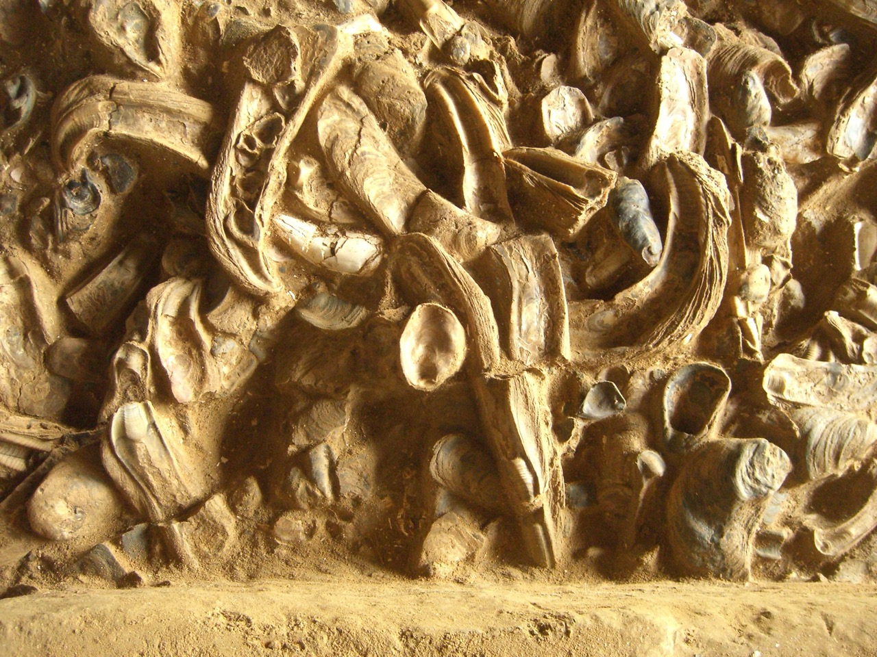 Die Millionen Jahre alten Austern lassen sich in der Fossilienwelt in Stetten bewundern. Bild: WikiCommons/https://commons.wikimedia.org/w/index.php?curid=33116983  