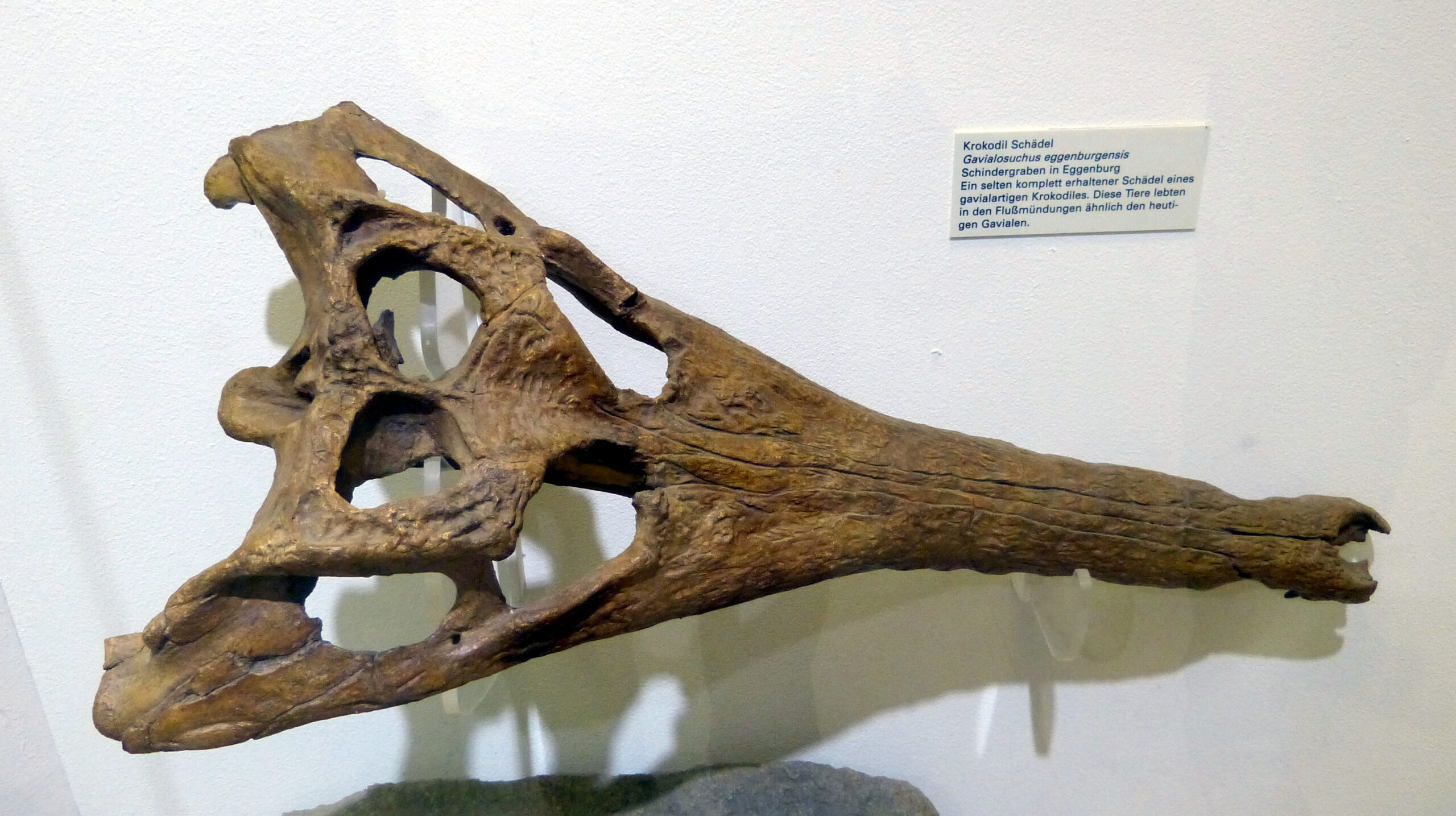 Ein Skelett eines Krokodil.