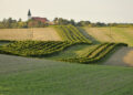 Reihen von Weinbergen in Stillfried an der March