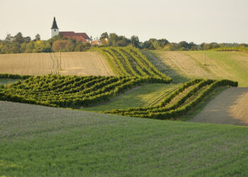 Reihen von Weinbergen in Stillfried an der March