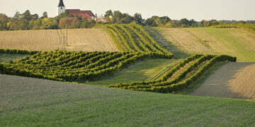 Reihen von Weinbergen in Stillfried an der March